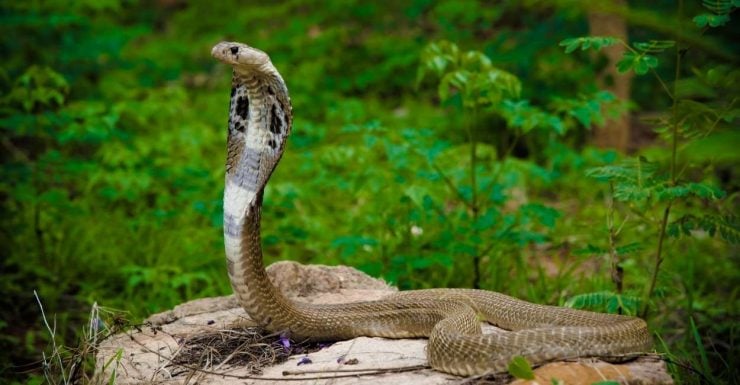 Dream about a Cobra Suggests Your Fine-drawn Fears And Insecurities In ...