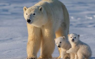 Dream of a Polar Bears – Does That Imply That You Possess Strong and Determined Survival Instincts?