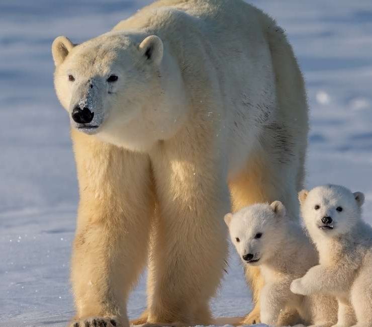 Dream of a Polar Bear – 50 Types & Their Interpretations