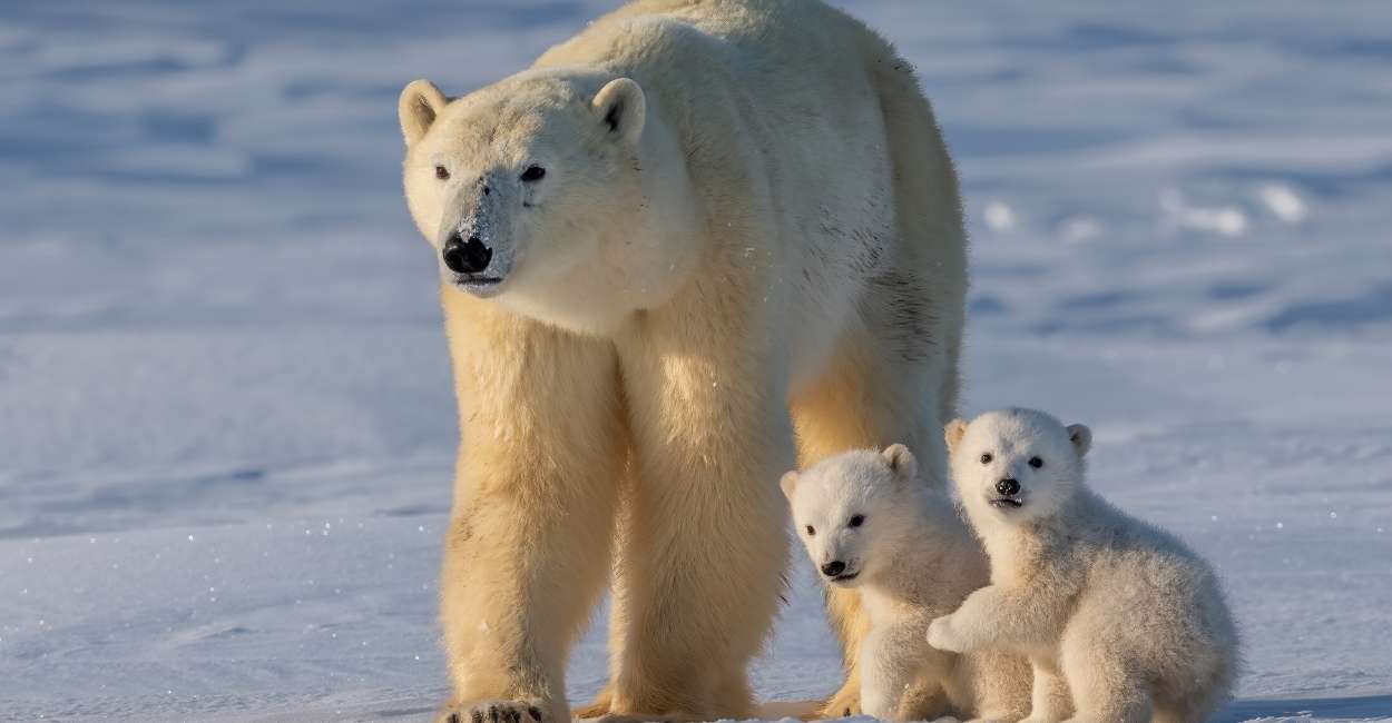 Dream of a Polar Bears – Does That Imply That You Possess Strong and Determined Survival Instincts?
