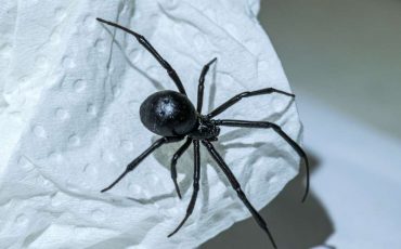 Dreaming of Black Widows – Does It Symbolizes Unresolved Issues?