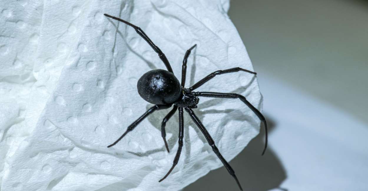 Dreaming of Black Widows – Does It Symbolizes Unresolved Issues?