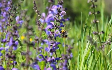 Lavender Dream Meaning - Is It Associated with Purity and Romance?