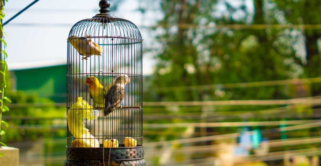 Dream about Birds in a Cage Is this The Time to Break Free?