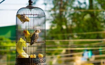 Dream about Birds in a Cage - Is this The Time to Break Free?