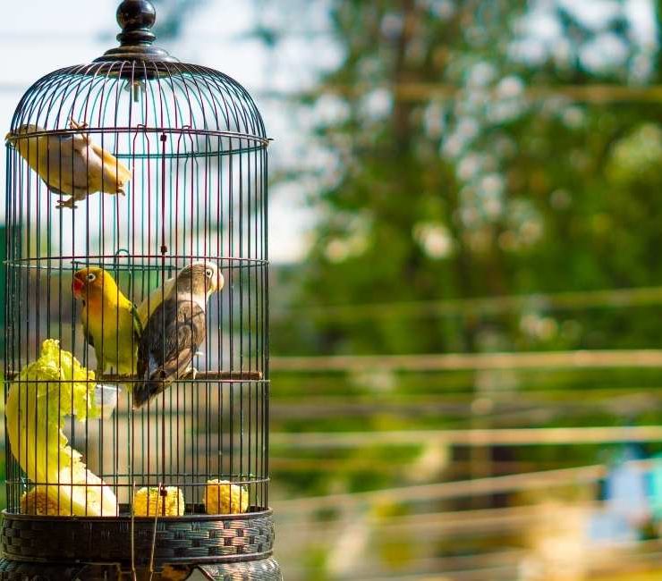 Dream about Birds in a Cage - 40 Types & Interpretations