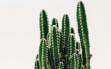 Dreaming about Cactus - Are You Being Careless?