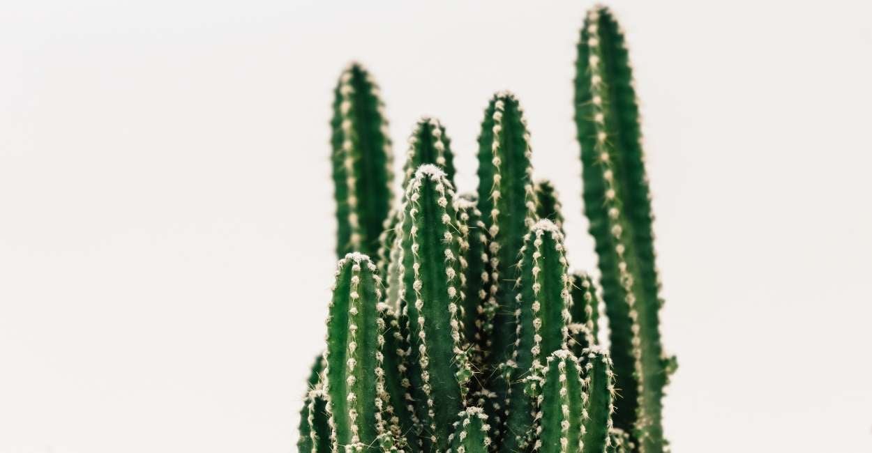 Dreaming about Cactus - Are You Being Careless?