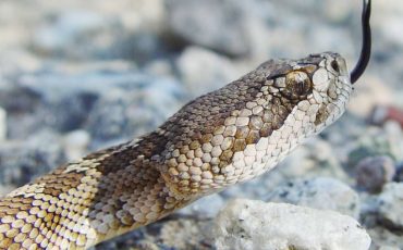 Dream about Rattlesnake – Does It Mean That There is Danger Ahead on Your Path?