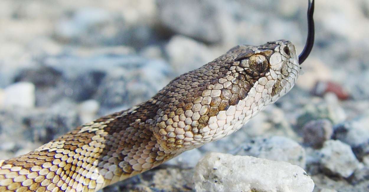 Dream about Rattlesnake – Does It Mean That There is Danger Ahead on Your Path?