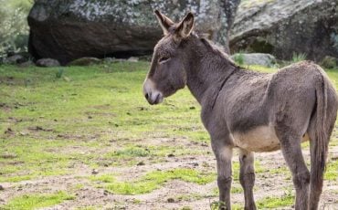 Dream about a Donkey – Does It Suggest That You Are Frustrated or Tired?