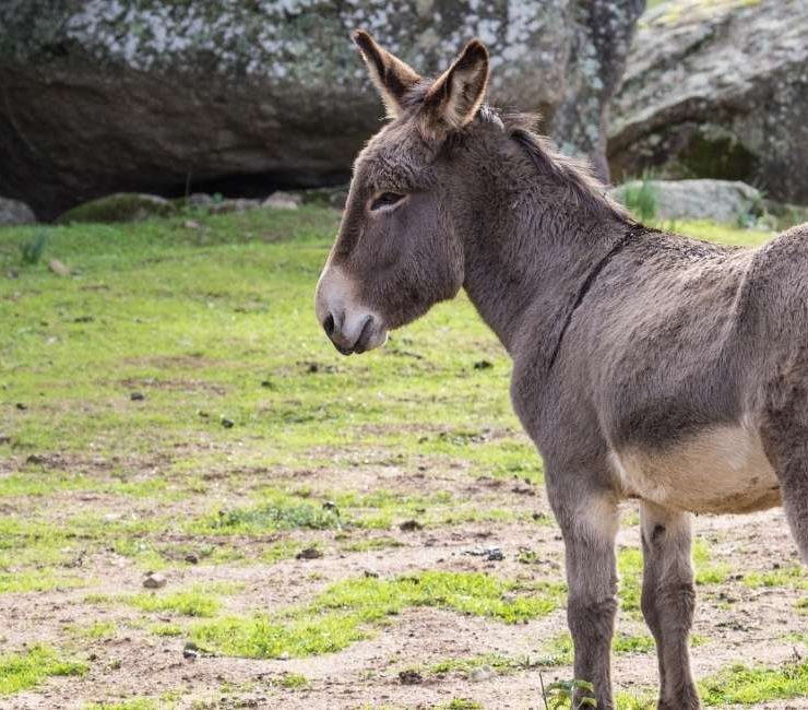 Dream about a Donkey – 60 Types & Their Interpretations