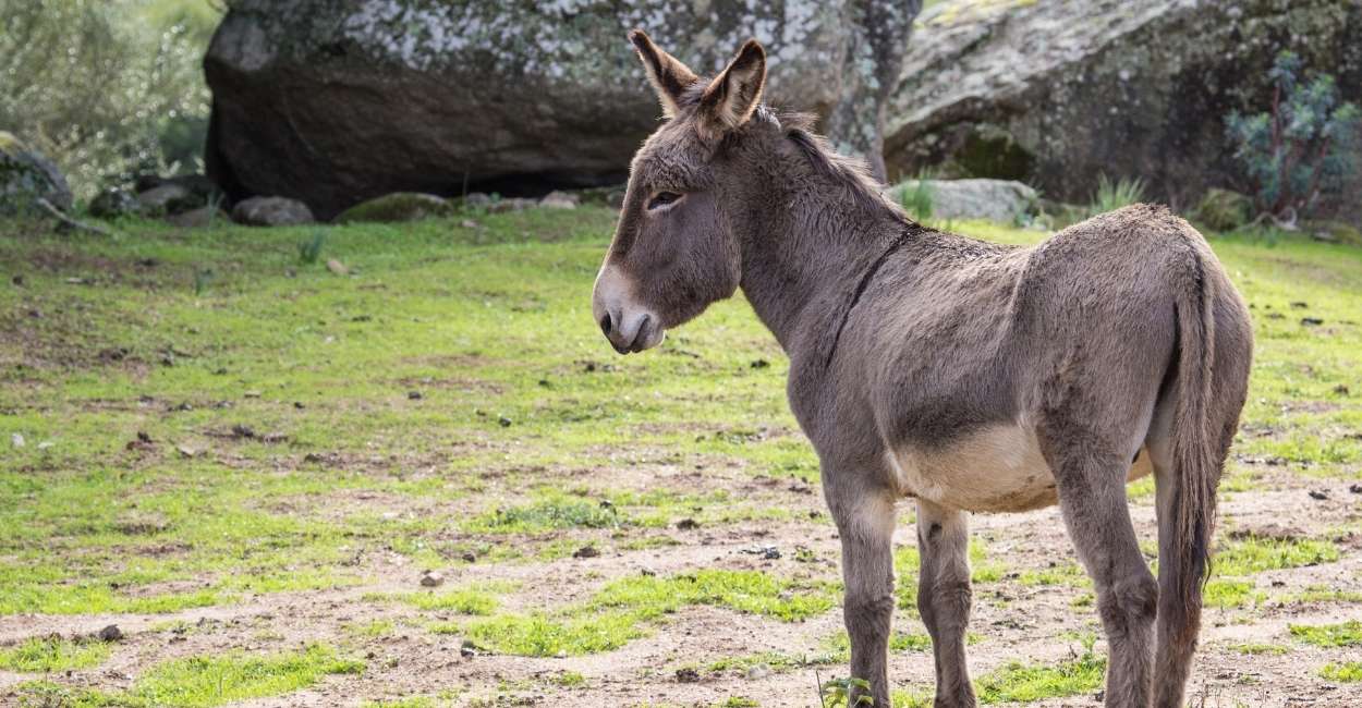 Dream about a Donkey – 60 Types & Their Interpretations