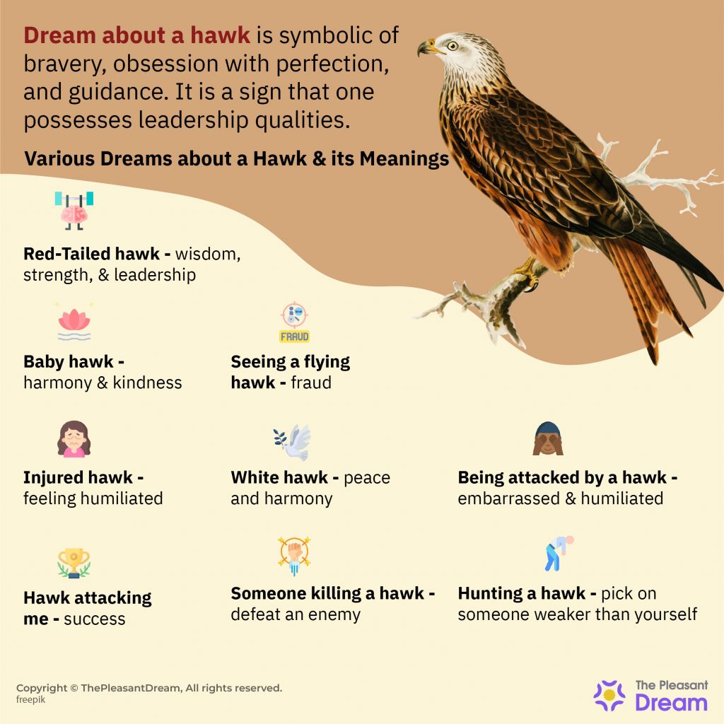 Dream about a Hawk - 32 Types and Their Interpretation