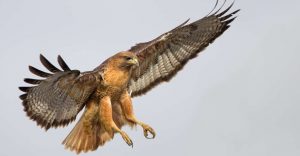 What Does It Mean When You Dream about a Hawk?