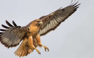 What Does It Mean When You Dream about a Hawk?