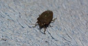 Dream of Bedbugs - 36 Scenarios and Their Interpretations