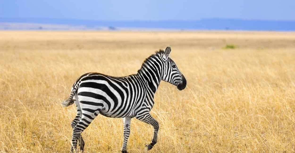 Dream of Zebra – Different Scenarios and Their Interpretations
