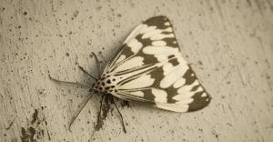 Dream of a Moths - 57 Scenarios and Their Interpretation