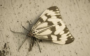 Dream of a Moths - Undergoing Some Changes in Life?