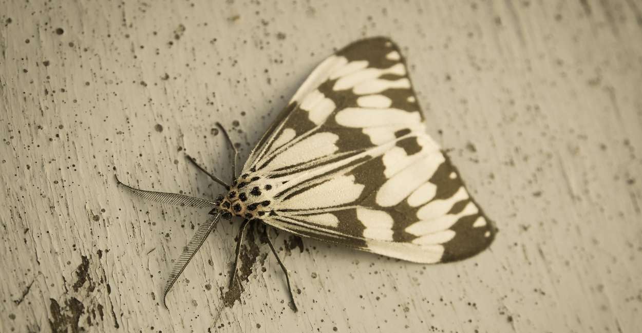 Dream of a Moths - Undergoing Some Changes in Life?