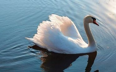 Dreaming of a Swan - Does It Signify Misplaced Trust or a Poor Decision?