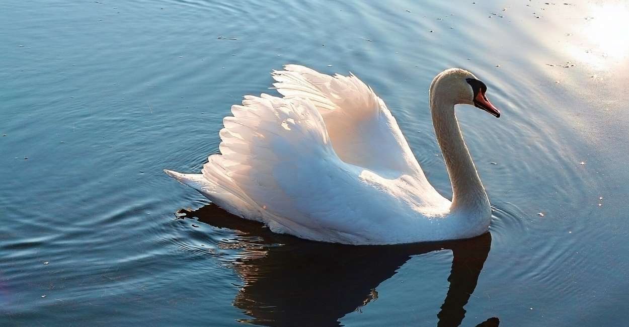 Dreaming of a Swan - Does It Signify Misplaced Trust or a Poor Decision?