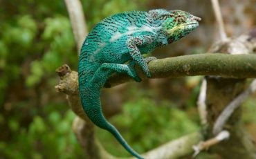 Dreams about Chameleons – Does It Imply the Need to Have a Clear Vision?