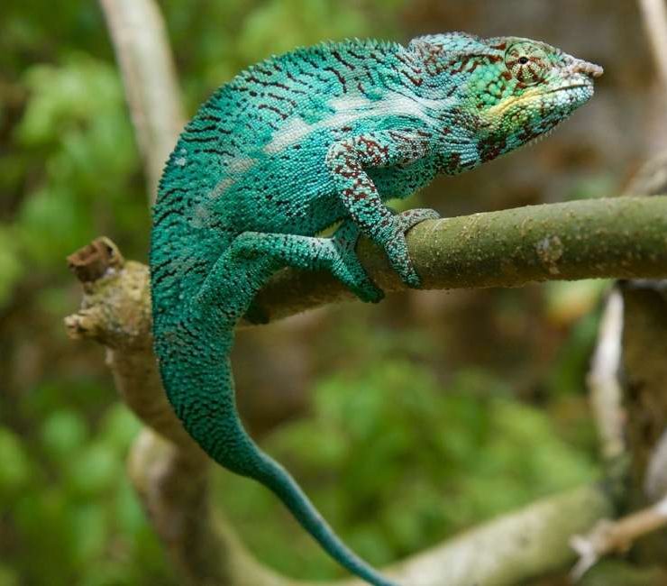 Dreams about Chameleons – 30 Types & Their Interpretations