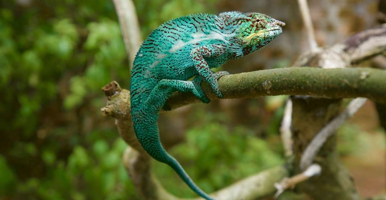 Dreams about Chameleons – Does It Imply the Need to Have a Clear Vision?