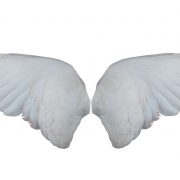 Dreams of Wings - 77 Plots & Their Interpretations