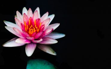 Dream of Lotus - Do You Feel Enlightened?