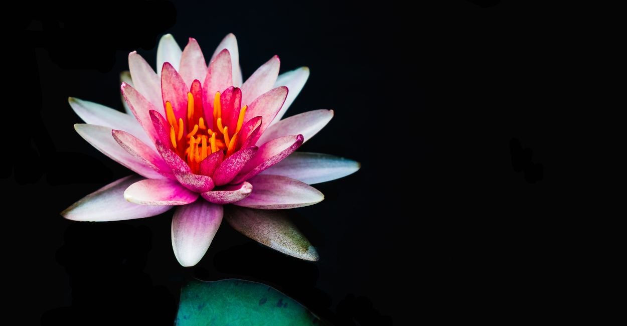 Dream of Lotus - Do You Feel Enlightened?