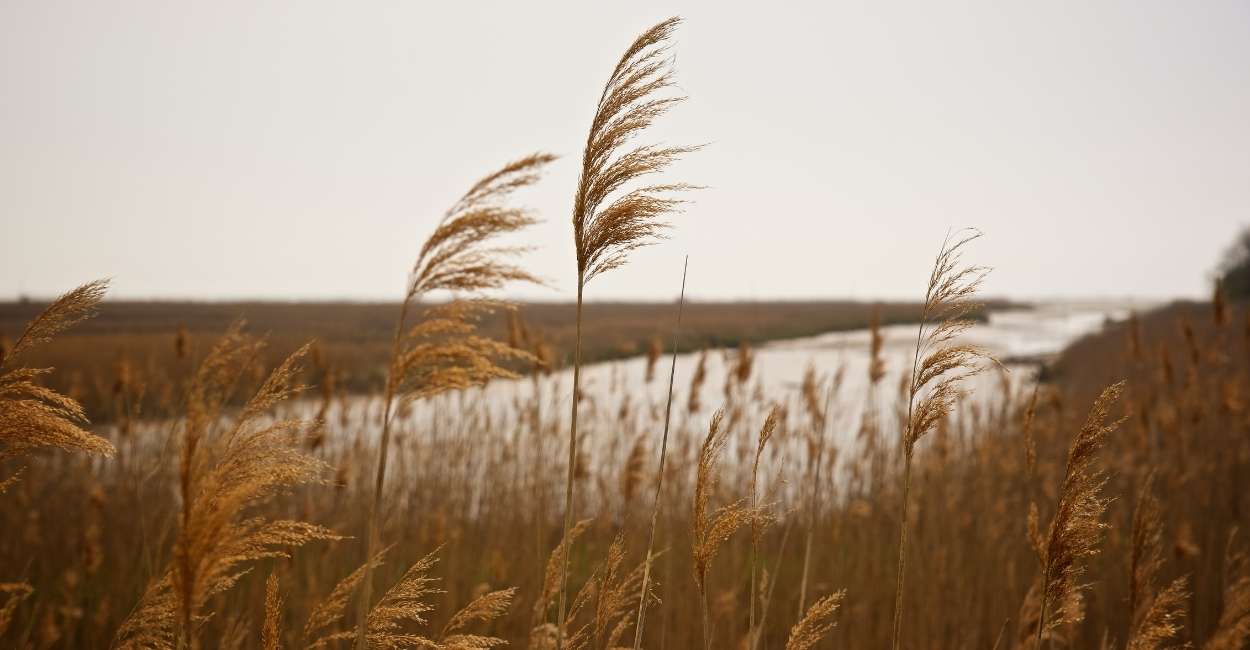 wind-in-dreams-meaning-time-to-change-the-course-of-life