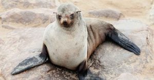 Dream about Seals: You Are Going To Hear A Good News