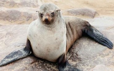 Dream about Seals: You Are Going To Hear A Good News