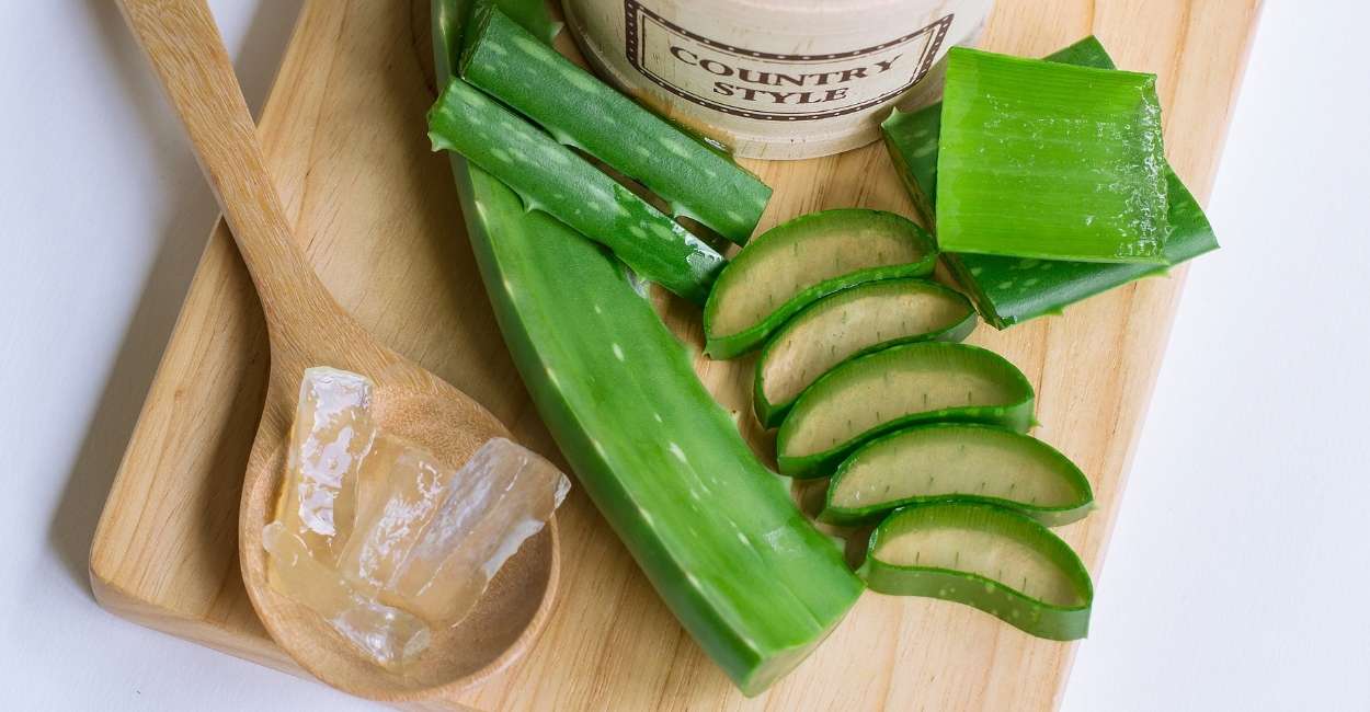 What Does It Mean When You Dream about Aloe Vera?