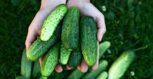 Dream about Cucumber – Hungry for Salad? | ThePleasantDream