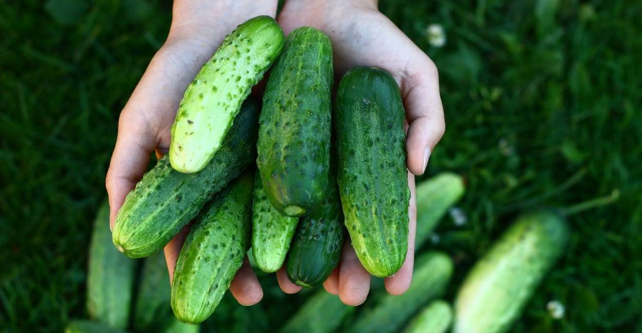 Dream about Cucumber – Hungry for Salad? | ThePleasantDream