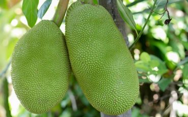 Dream about Jackfruit - Does It Indicate That You Are Constantly in a State of Doubt?