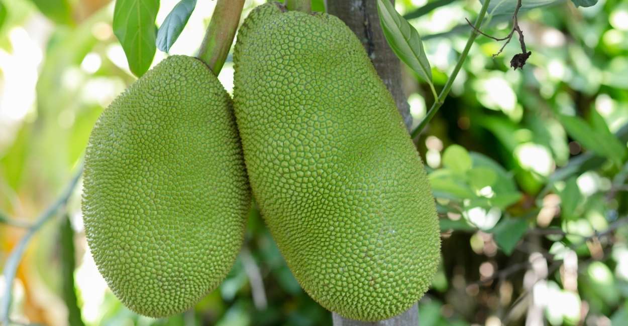 Dream about Jackfruit - Does It Indicate That You Are Constantly in a State of Doubt?
