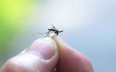 Dream of Mosquito – Are You ignoring the Minor Issues?