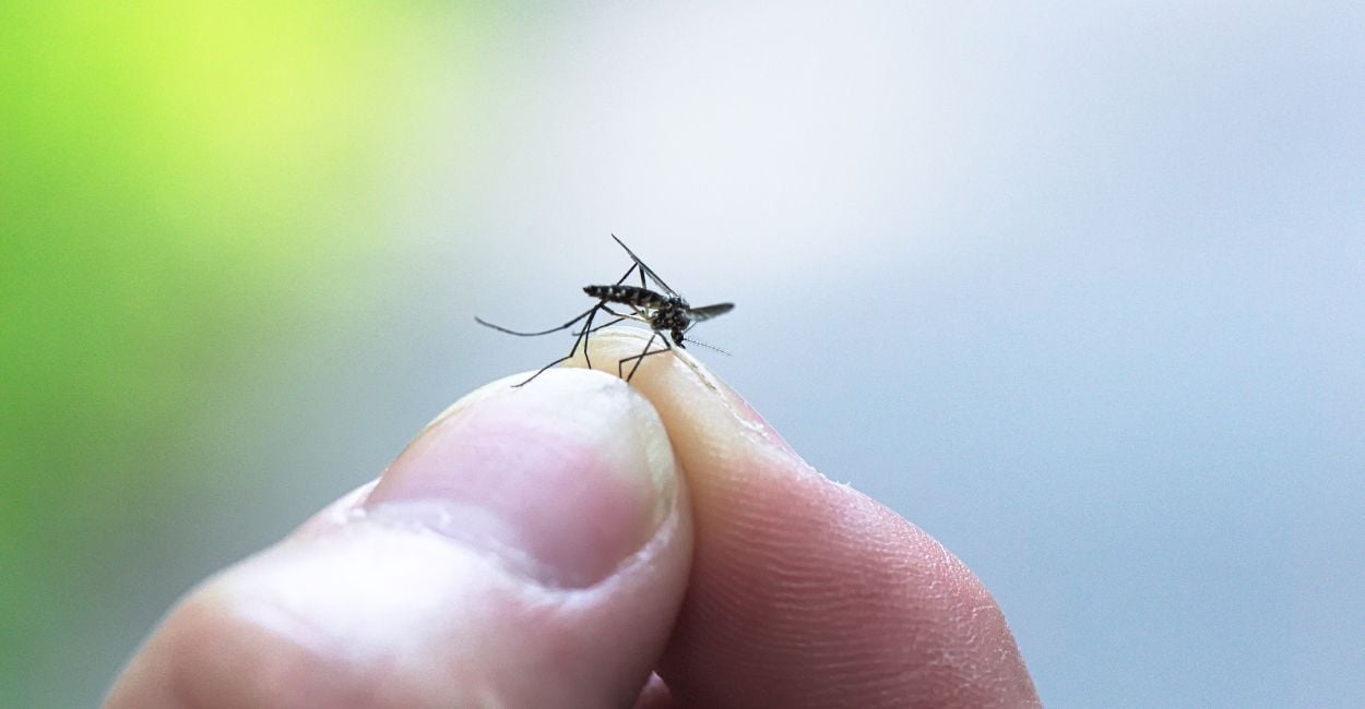 Dream of Mosquito – 25 Types & Their Interpretations