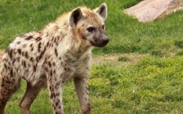 Dreaming of Hyenas – Stay Away From Greed For a Fruitful Life