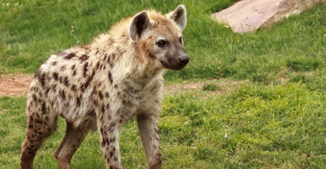 Dreaming of Hyenas – Stay Away From Greed For a Fruitful Life