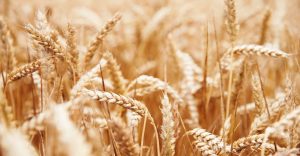 Dream of Wheat - Does It Mean That You Will Earn a Lot of Wealth?