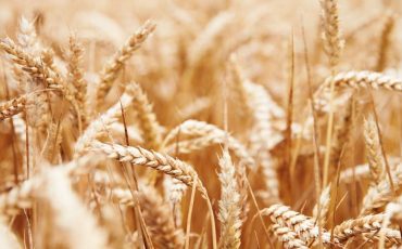 Dream of Wheat - Does It Mean That You Will Earn a Lot of Wealth?