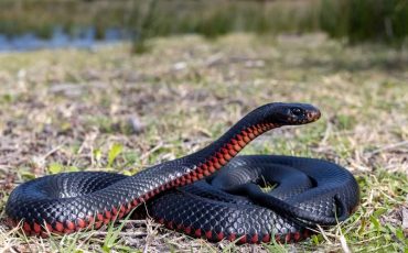 Dreaming of a Black Snake - Are You Experiencing Restlessness and Uneasiness?