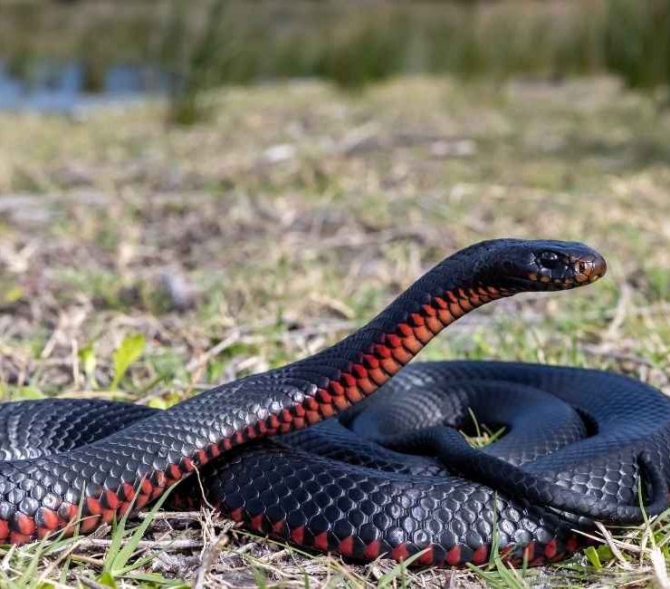 Dream of a Black Snake - 35 Types and Interpretations