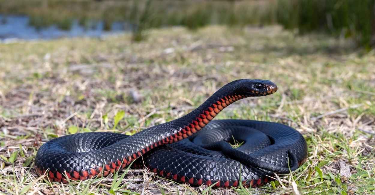 Dream of a Black Snake - 35 Types and Interpretations